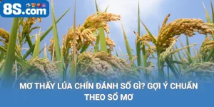 mơ thấy lúa chín đánh số gì gợi ý chuẩn theo sổ mơ